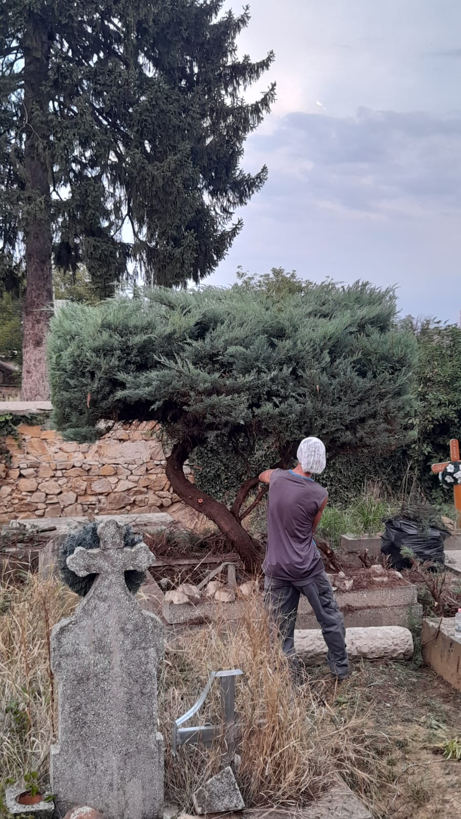 Urban Arboristica - Intervenție Tuns Ienupăr Stil Japonez – Lipova, Arad