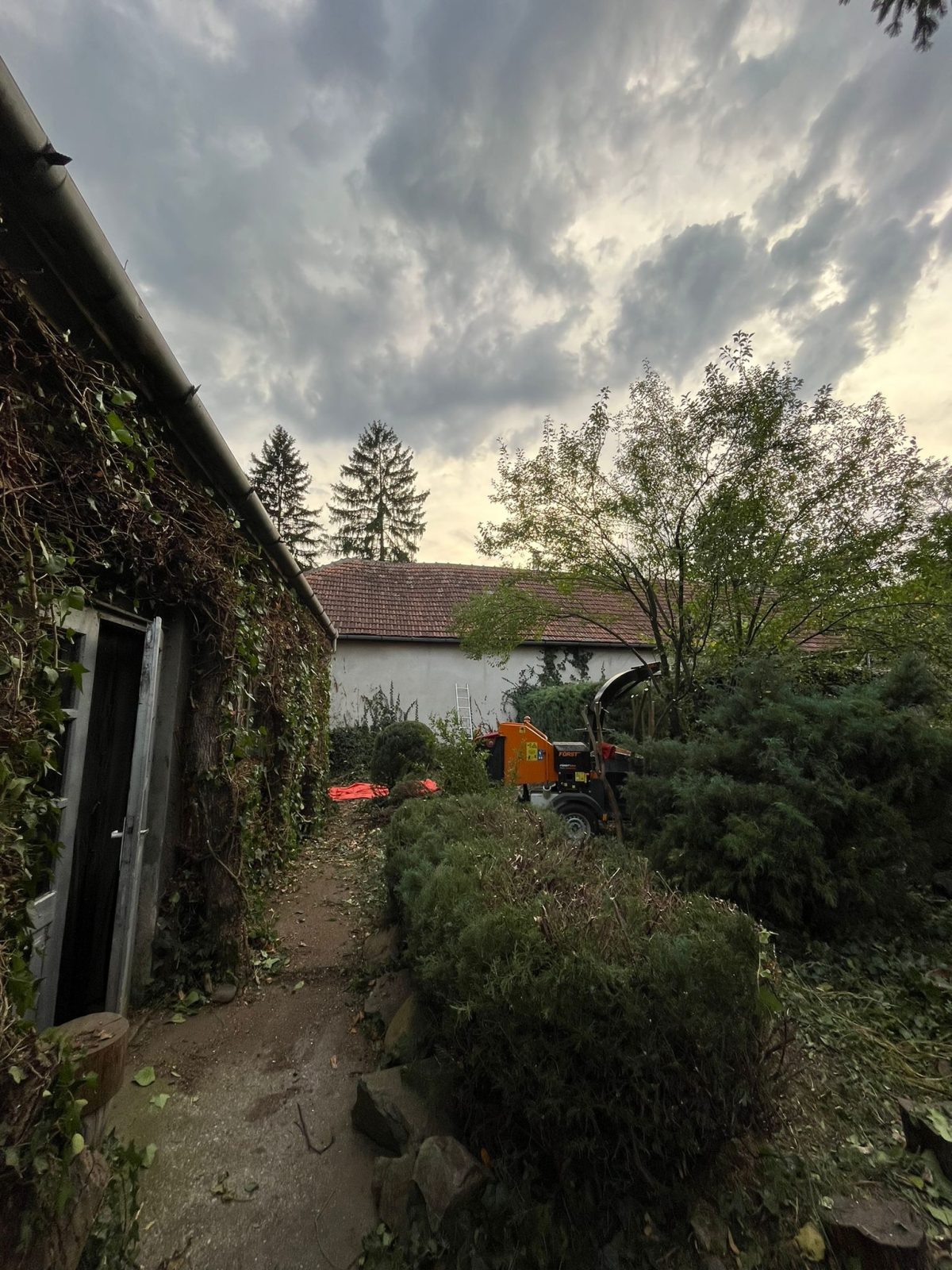 S-a constatat necesitatea toaletării, doborârii selective și curățării pentru a reda funcționalitatea și estetica spațiului, respectând viziunea inițială japoneză.