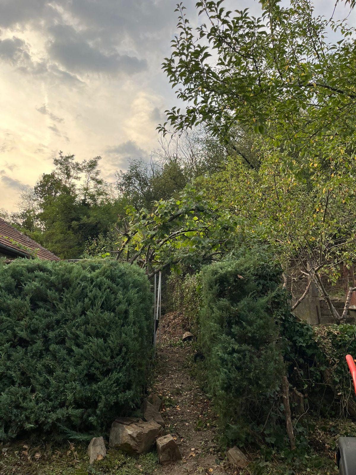 S-a constatat necesitatea toaletării, doborârii selective și curățării pentru a reda funcționalitatea și estetica spațiului, respectând viziunea inițială japoneză.