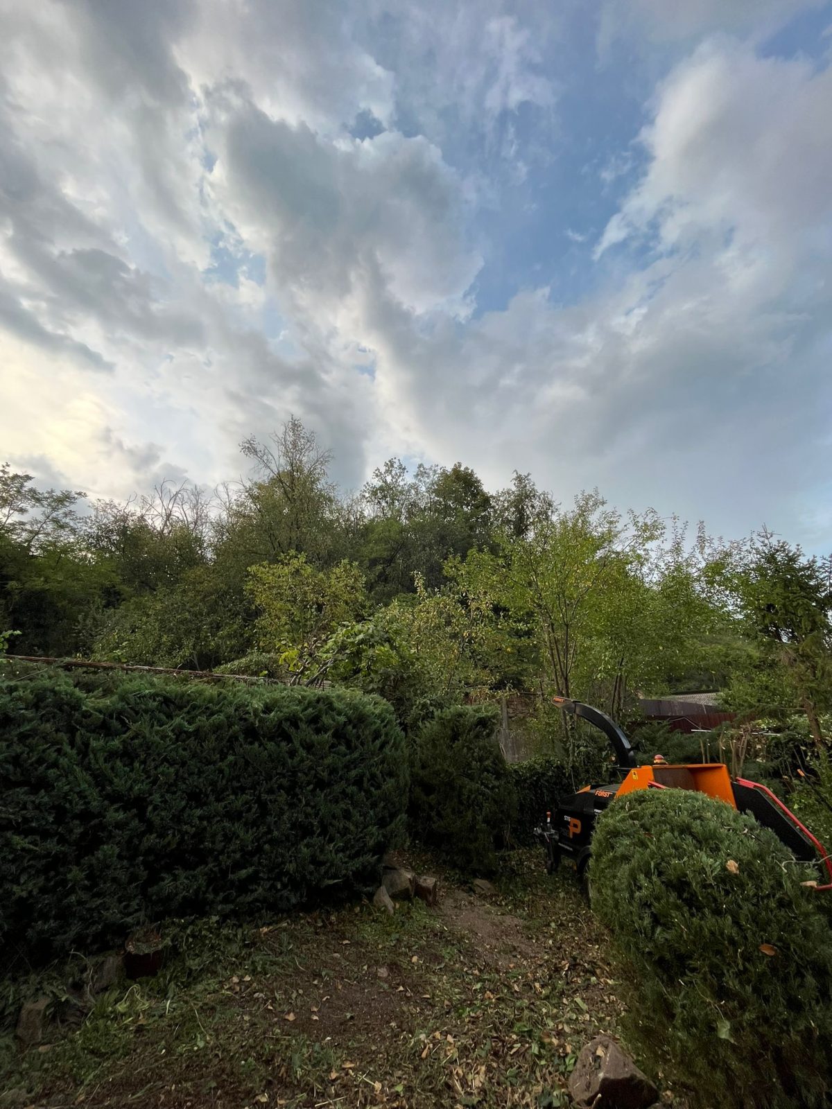 S-a constatat necesitatea toaletării, doborârii selective și curățării pentru a reda funcționalitatea și estetica spațiului, respectând viziunea inițială japoneză.