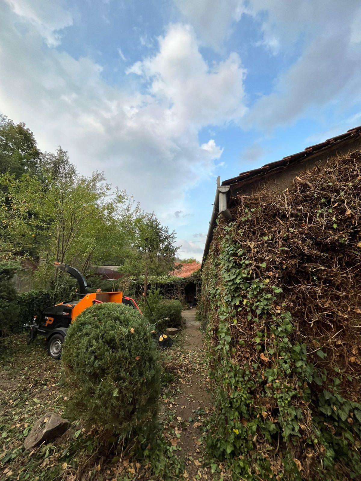 S-a constatat necesitatea toaletării, doborârii selective și curățării pentru a reda funcționalitatea și estetica spațiului, respectând viziunea inițială japoneză.