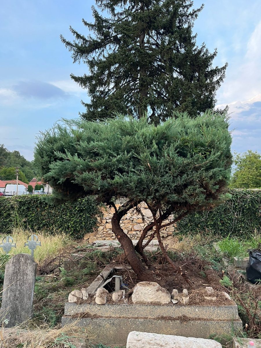 Urban Arboristica - Intervenție Tuns Ienupăr Stil Japonez – Lipova, Arad