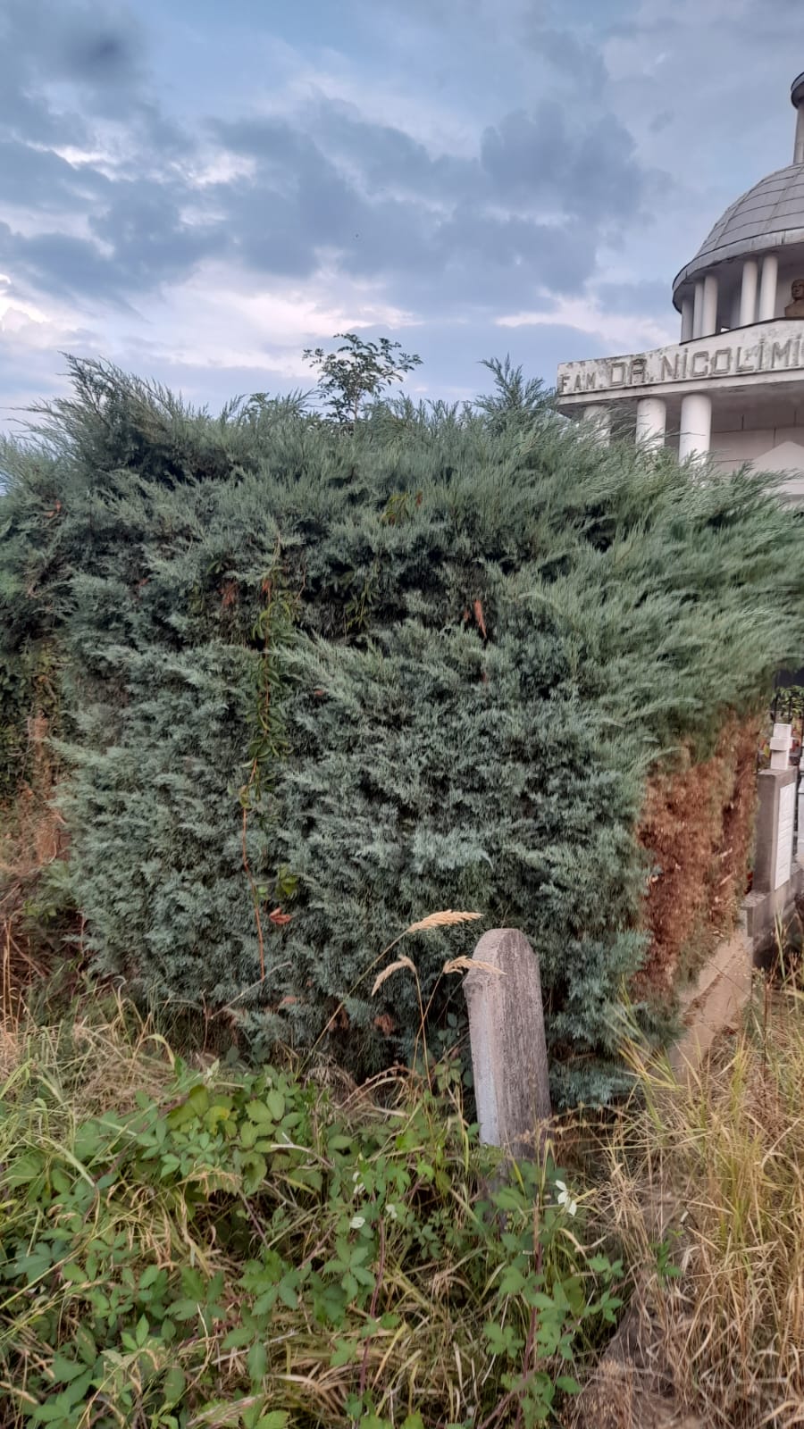 Urban Arboristica - Intervenție Tuns Ienupăr Stil Japonez – Lipova, Arad